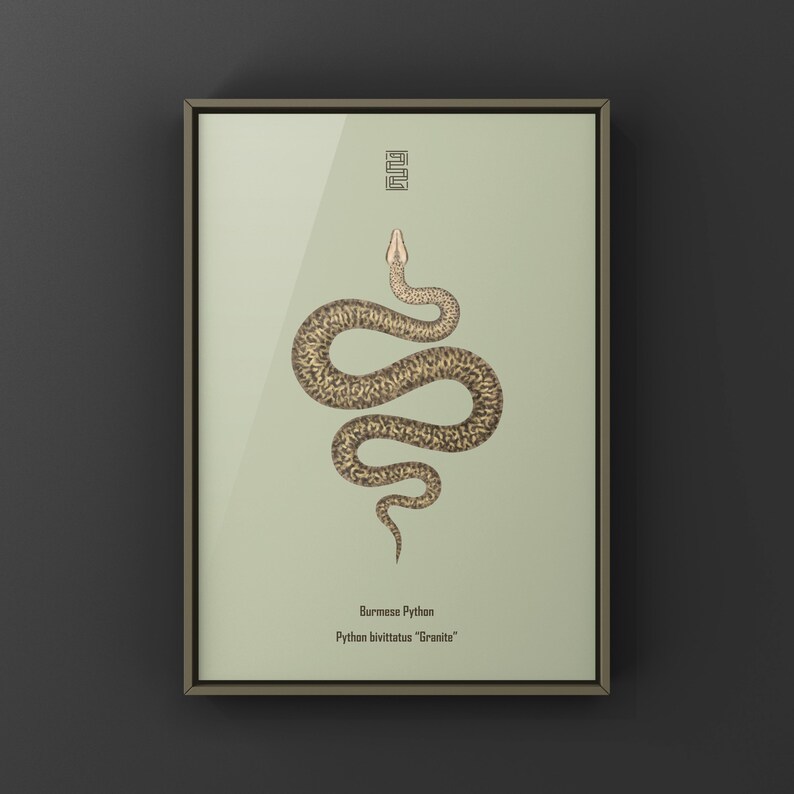 Granite Burmese Python Python bivittatus art print by The Morph Archive, python illustration by Mingo X.