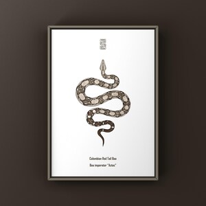 Aztec Colombian Red Tail Boa (Boa imperator) Art Print, Biological Illustration, Snake Wall Decor