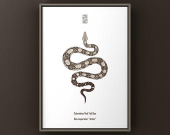 Aztec Colombian Red Tail Boa (Boa imperator) Art Print, Biological Illustration, Snake Wall Decor