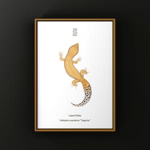 Tangerine Leopard Gecko Art Print, Biological Illustration, Snake Wall Decor