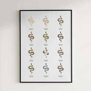 Ball Python poster series 1 Python regius morph collection art print by The Morph Archive, snake artwork by Mingo X.
