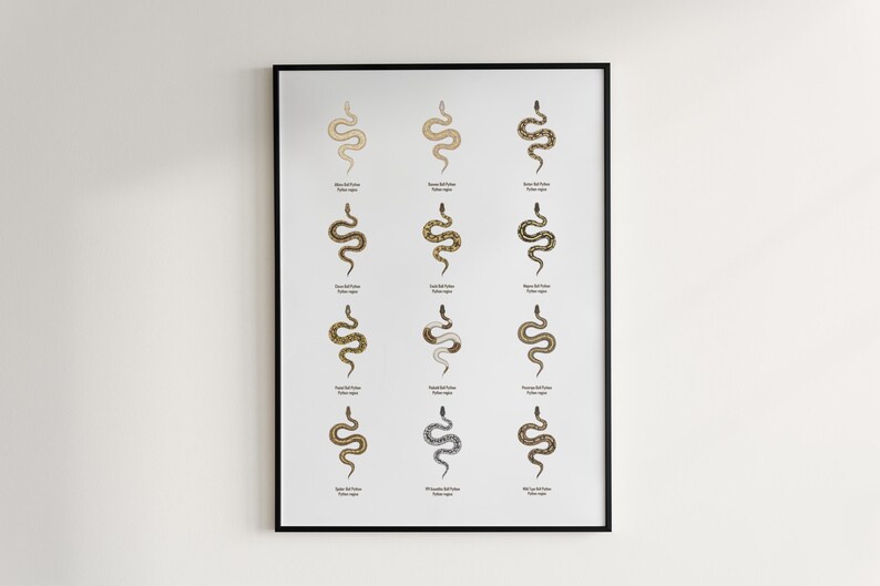 Ball Python poster series 1 Python regius morph collection art print by The Morph Archive, snake artwork by Mingo X.