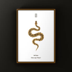 Batman Ball Python (Python regius) Art Print, Biological Illustration, Snake Wall Decor