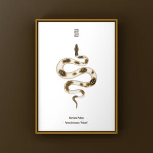 Piebald Burmese Python (Python bivittatus) Art Print, Biological Illustration, Snake Wall Decor