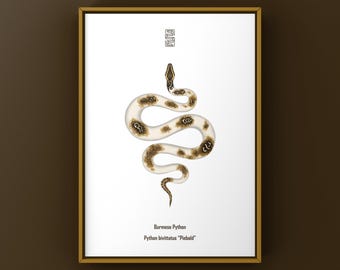 Piebald Burmese Python (Python bivittatus) Art Print, Biological Illustration, Snake Wall Decor