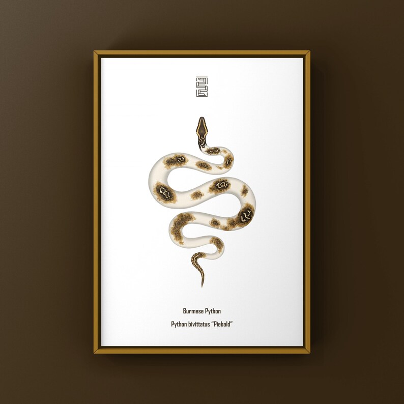 Piebald Burmese Python Python bivittatus art print by The Morph Archive, piebald snake artwork by Mingo X.