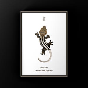 Crested Gecko Art Print, Biological Illustration, Snake Wall Decor