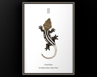 Crested Gecko Art Print, Biological Illustration, Snake Wall Decor