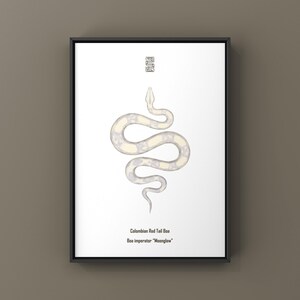 Może przedstawiać: Oprawiony wydruk ze stylizowaną ilustracją węża Boa czerwonogoniasty, Boa imperator "Moonglow". Wąż przedstawiony jest w odcieniach bieli i szarości na białym tle. Tekst na dole identyfikuje gatunek.