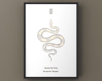 Lámina artística Moonglow de boa de cola roja colombiana (Boa imperator), ilustración biológica, decoración de pared con forma de serpiente.