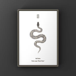 Mystic Potion Ball Python (Python regius) Art Print, Biological Illustration, Snake Wall Decor