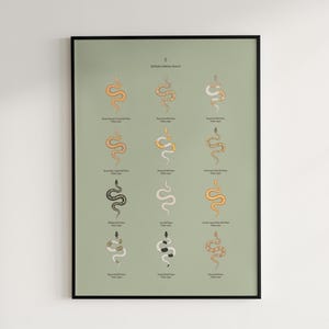 Ball Python poster series 2 Python regius advanced morph collection art print by The Morph Archive, designer snake artwork by Mingo X.