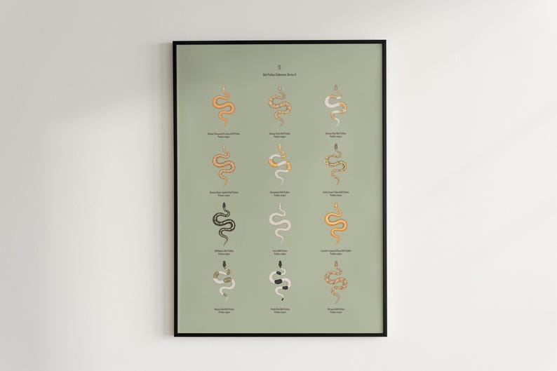 Ball Python poster series 2 Python regius advanced morph collection art print by The Morph Archive, designer snake artwork by Mingo X.