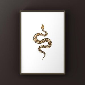 Pompeii Ball Python Python regius art print by The Morph Archive, detailed ball python morph artwork.