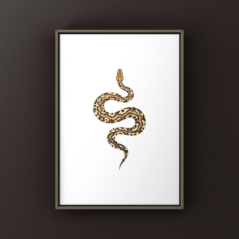 Pompeii Ball Python Python regius art print by The Morph Archive, detailed ball python morph artwork.
