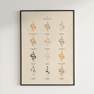 Ball Python poster series 2 Python regius advanced morph collection art print by The Morph Archive, designer snake artwork by Mingo X.