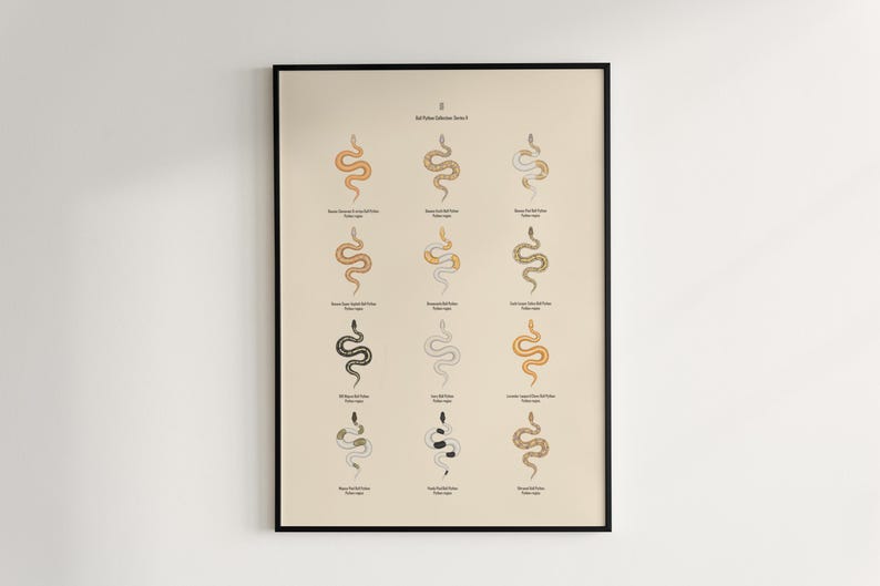 Ball Python poster series 2 Python regius advanced morph collection art print by The Morph Archive, designer snake artwork by Mingo X.