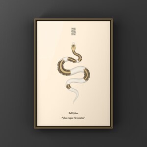 Greymatter Ball Python Python regius art print by The Morph Archive, ball python morph illustration by Mingo X.