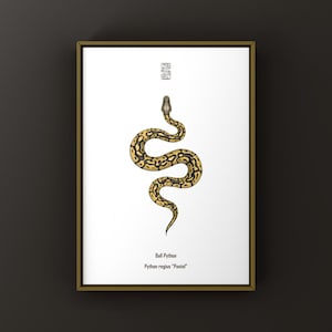 May include: A framed print showing a detailed illustration of a Ball Python in pastel colours. The snake has a yellow and black pattern on a white background. The print includes the text "Ball Python" and "Python regius 'Pastel'".