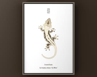 Impression d'art Lily White Crested Gecko, Illustration biologique, Décoration murale serpent