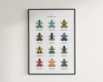 Pijlgifkikker serie 1 poster, kunst aan de muur amfibieën, 12 morfologische identificatiekaart, decor exotisch amfibie, volgens het Morph-archief