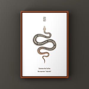 Op de afbeelding: Een ingelijste print met een gedetailleerde illustratie van een Colombiaanse roodstaartboa. De slang is afgebeeld in tinten grijs, bruin en koper tegen een witte achtergrond. De print bevat de tekst "Colombian Red Tail Boa Boa imperator 'Labyrinth'".