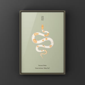 Albino Pied Burmese Python Python bivittatus art print by The Morph Archive, python illustration by Mingo X.