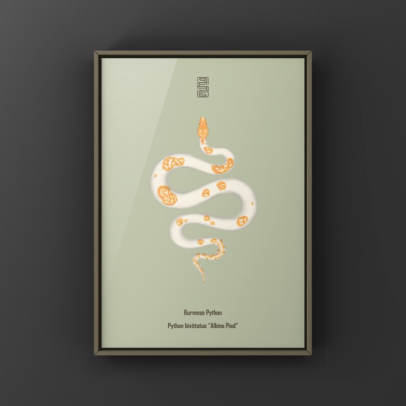 Albino Pied Burmese Python Python bivittatus art print by The Morph Archive, python illustration by Mingo X.