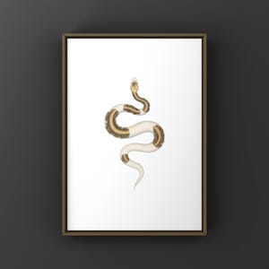 Greymatter Ball Python Python regius art print by The Morph Archive, ball python morph illustration by Mingo X.