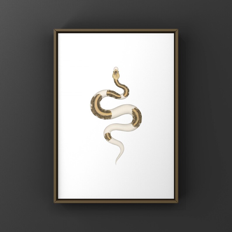 Greymatter Ball Python Python regius art print by The Morph Archive, ball python morph illustration by Mingo X.