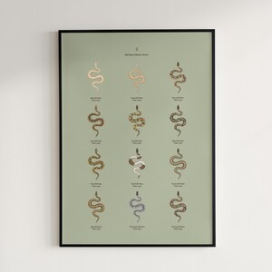 Ball Python poster series 1 Python regius morph collection art print by The Morph Archive, snake artwork by Mingo X.