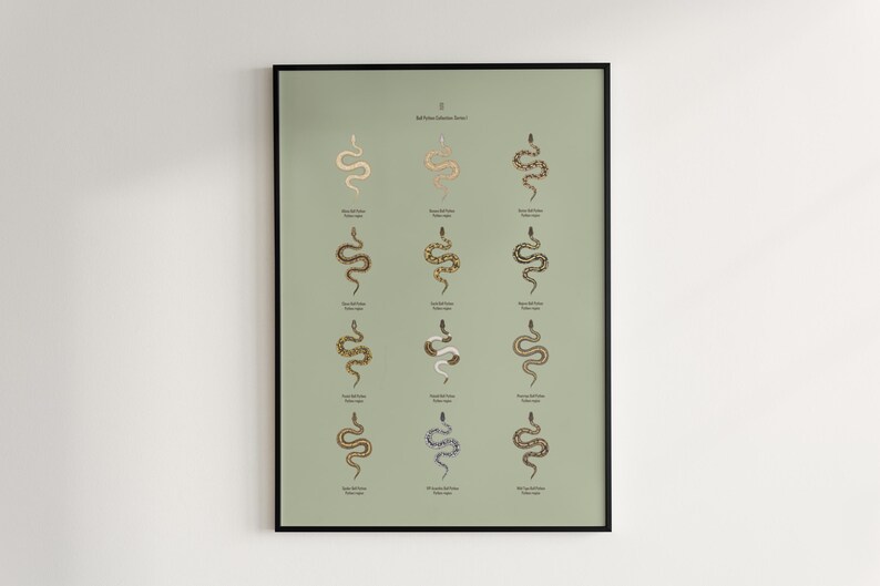 Ball Python poster series 1 Python regius morph collection art print by The Morph Archive, snake artwork by Mingo X.