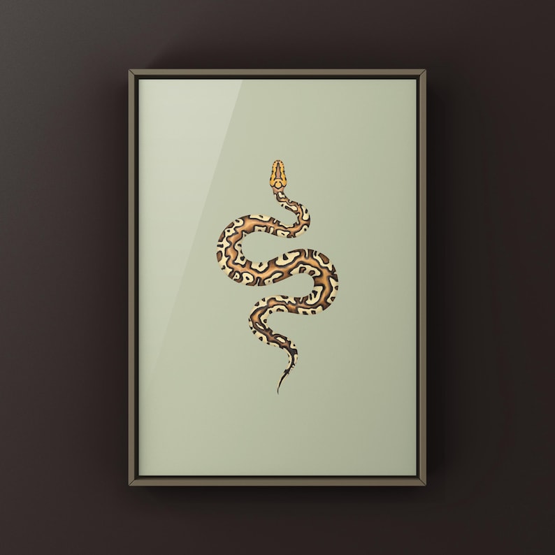 Pompeii Ball Python Python regius art print by The Morph Archive, detailed ball python morph artwork.