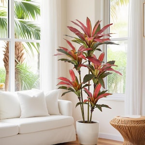 Puede incluir: Una planta alta en maceta con hojas rojas y verdes vibrantes. La planta está en una maceta de cerámica blanca y colocada cerca de una ventana con vista a palmeras. La habitación cuenta con un sofá blanco y una mesa auxiliar de mimbre.