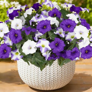 Peut inclure: Un panier blanc tressé débordant de pétunias. Les fleurs présentent des pétales violets foncés et blancs, complétés par des feuilles vertes. Le panier est posé sur une surface en bois, pour un aspect naturel.