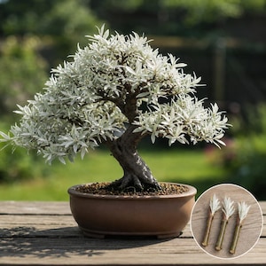 Pode incluir: Um bonsai com folhas brancas e tronco castanho escuro está num vaso de cerâmica castanho. A árvore está numa superfície de madeira com um fundo verde desfocado. Três pequenas estacas estão num círculo à direita.