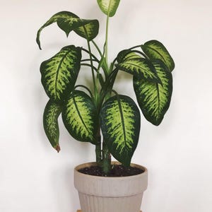 Puede incluir: Una planta de caña muda en maceta con hojas grandes y verdes que presentan un llamativo patrón de variegación verde claro y blanco. La planta está en una maceta beige y acanalada, colocada sobre una superficie de madera sobre un fondo blanco. Es una planta de interior.