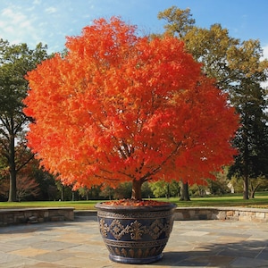 May include: A vibrant maple tree with bright orange autumn leaves planted in a large, round, dark blue ceramic planter. The planter features ornate, raised gold-toned relief patterns around its exterior, including fleur-de-lis motifs.