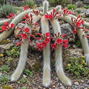 Cactus cola de mono (planta viva) / Suculenta colgante rara / Maceta de 5 cm