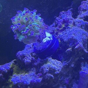 May include: A close-up of a vibrant coral reef scene. The image features a large, light green and blue coral with purple tips, attached to a dark blue base. The coral is surrounded by dark blue and purple rocks, creating a colorful underwater environment.