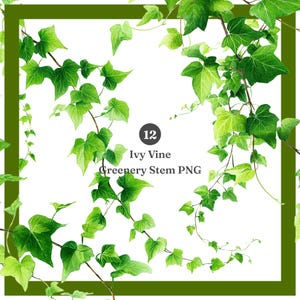 Könnte beinhalten: Aquarellillustration von grünen Efeuranken mit detaillierten Blättern und Stielen. Das Bild enthält den Text "12 Ivy Vine Greenery Stem PNG" in einem kreisförmigen Etikett, vor einem weißen Hintergrund mit einem grünen Rahmen.