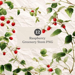 May include: Watercolor illustration of raspberry stems with bright red berries and green leaves. The image includes the text "12 Raspberry Greenery Stem PNG" on a textured, off-white background.