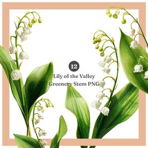 May include: Watercolor illustration of Lily of the Valley greenery stems with white bell-shaped flowers and green leaves. The image includes the text "Lily of the Valley Greenery Stem PNG" and the number "12" in a black circle.