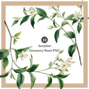 May include: A botanical illustration of jasmine greenery. The image features green leaves, white flowers, and the text "Jasmine Greenery Stem PNG" within a tan border. A number 12 is also present.