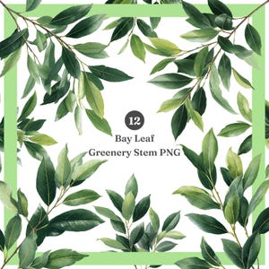 May include: A square image featuring watercolor illustrations of bay leaf branches with varying shades of green leaves. The text "12 Bay Leaf Greenery Stem PNG" is in the center, surrounded by a light green border.