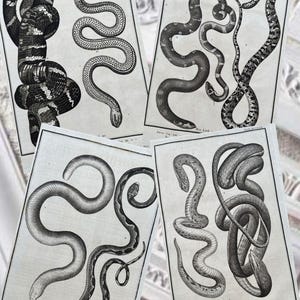 May include: Four rectangular prints featuring detailed black and white scientific illustrations of various snakes. Each print displays multiple snake species in coiled or winding positions with visible scales and text at the bottom margins.