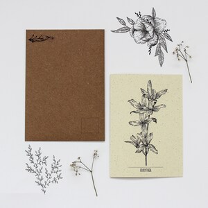 Forsythia - Carte de vœux d’illustration botanique, cartes de voeux recyclées, carte florale d’art, cartes florales de voeux