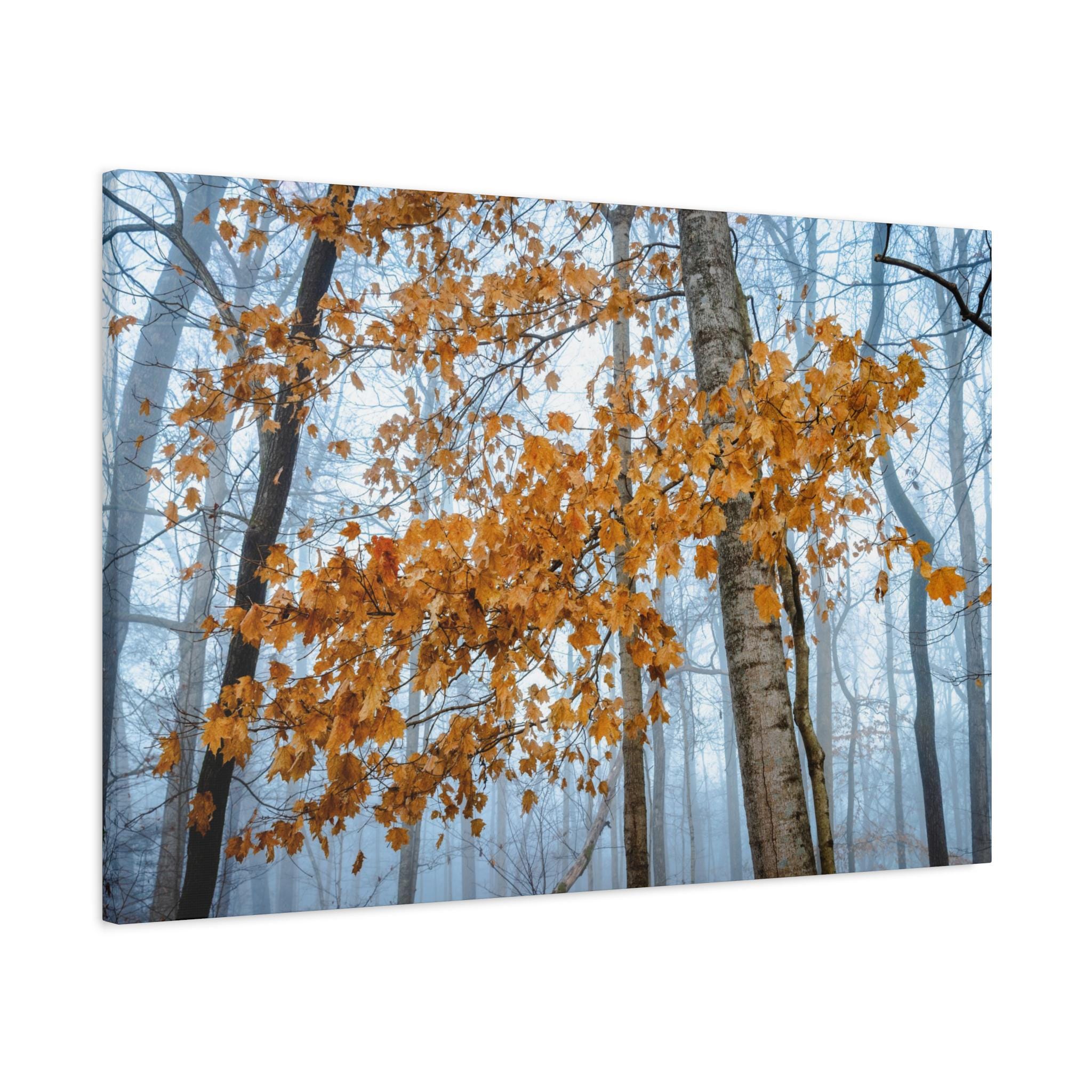 Kentucky Morning Mist: Amber Autumn Branch Canvas, Mammoth Cave