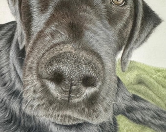 Custom hand drawn pet portrait/your pet in colour pencil