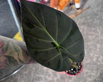Alocasia Regal Shield Albo Variegated Tissue Culture (1 item/bag